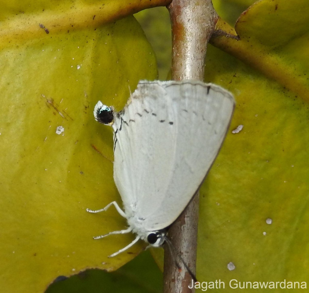 Tajuria cippus Fabricius, 1798